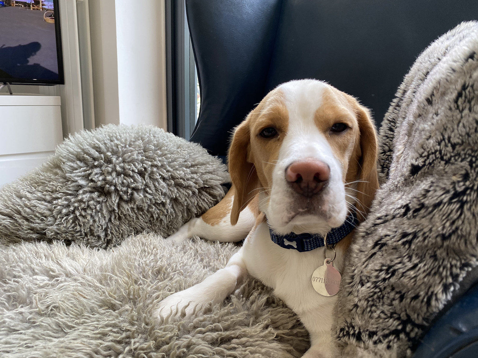 home dog boarding Fairlight Pett Level Winchelsea Guestling Rye beagle on armchair