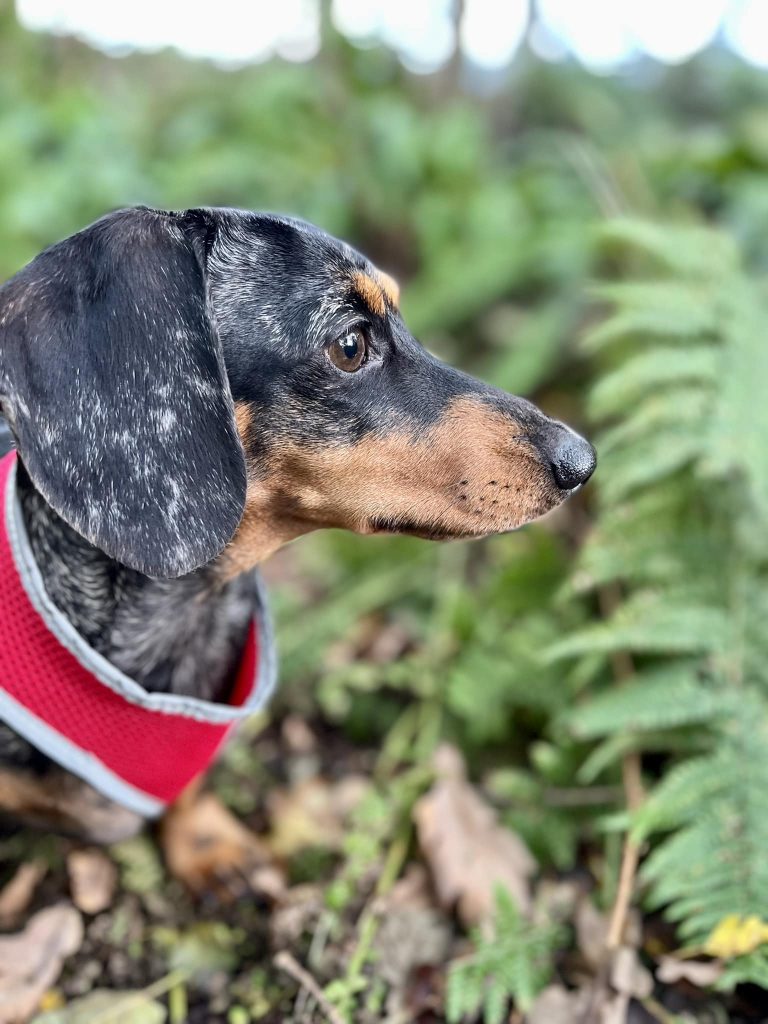 Dog walking in Battle Great Woods, East Sussex