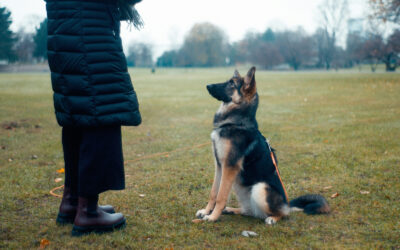 How to Choose a Good Dog Trainer in the UK: What to Look For and What to Avoid